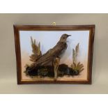 CUCKOO modelled open mounted in naturalistic setting in picture frame mount, 35 x 45cm