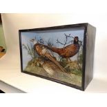 TWO COCK AND A HEN PHEASANT modelled in naturalistic setting in glazed display case, 65 x 98cm