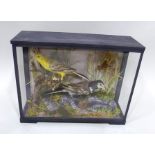 YELLOW WAGTAIL AND PIED WAGTAIL modelled in naturalistic setting in glazed display case, 21 x 27cm