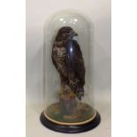 A BUZZARD perched on a stump in naturalistic setting, under glass dome, 55cm high