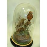 A PAIR OF CROSSBILLS modelled in naturalistic setting under a glass dome, 35cm high