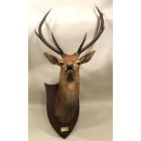 PETER SPICER Stag's head, mounted on an oak shield, bearing plaque "M.W.J.B. Craganour 1926"