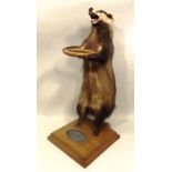 AN EDWARDIAN STANDING BADGER modelled supporting a stick stand with wooden ring and oak base inset