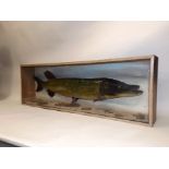 A PIKE "Caught River Wharfe, Tadcaster, 1970's" mounted in naturalistic setting, in glazed display