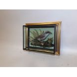 SHRIKE modelled in naturalistic setting in glazed picture frame mount, 21 x 26cm