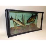 TENCH AND A TROUT modelled in naturalistic setting in glazed display case, 33 x 61cm