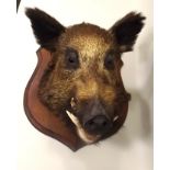 A WELL MODELLED "TROPHY BOAR'S HEAD", mounted on an oak shield