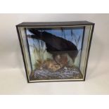 R.J. RAWSON, WORKSOP A CROW modelled in rocky naturalistic setting in glazed display case, 41 x 43cm