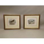 AFTER LILLIAN MEDLAND A pair of late 19th/early century coloured lithographic ornithological Prints,