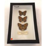 DAVID L. KENINGALE - Warwickshire A CASE CONTAINING THREE RARE AND HISTORIC BUTTERFLIES; THE LARGE