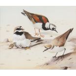 SHIRLEY ANNE WEBB. Framed, signed, gouache on paper, titled on mount, 'Turnstone, Ringed Plover &