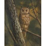 Framed, indistinctly signed, 20th Century oil on board, study of an owl perched on a tree branch,