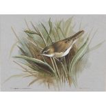 BASIL EDE (b. 1931) Framed, signed, watercolour and gouache on paper, showing a reed warbler perched