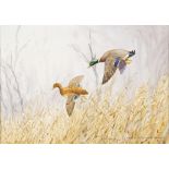 CECIL THOMAS HODGKINSON (1895 - 1979) Framed, signed, watercolour on paper, two mallards in flight