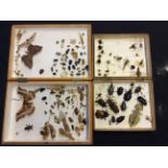 A set of boxes containing preserved insects, butterflies etc.