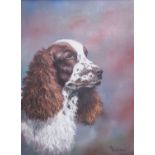 ROYCE HARMER; Study of the head of a Springer Spaniel, Oil on Canvas, signed, 23 1/2" (59cms) x 17