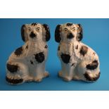 A pair of Staffordshire black and white spaniels.24.5 cm high