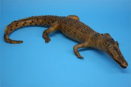 Taxidermy - a stuffed Cayman.  66 cm long