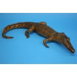 Taxidermy - a stuffed Cayman.  66 cm long