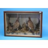 Taxidermy in case containing a pair of red grouse.  76 cm wide  50 cm high