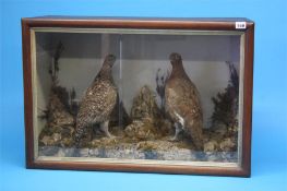 Taxidermy in case containing a pair of red grouse.  76 cm wide  50 cm high