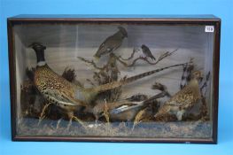 Taxidermy in case containing cock pheasant, waxwing, jay, partridge and gold crest.  80 cm wide