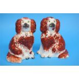 A small pair of Staffordshire spaniels, brown and white with gold padlock collar.  16 cm high