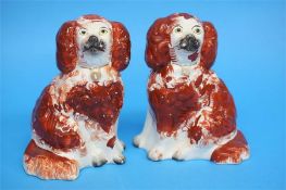 A small pair of Staffordshire spaniels, brown and white with gold padlock collar.  16 cm high
