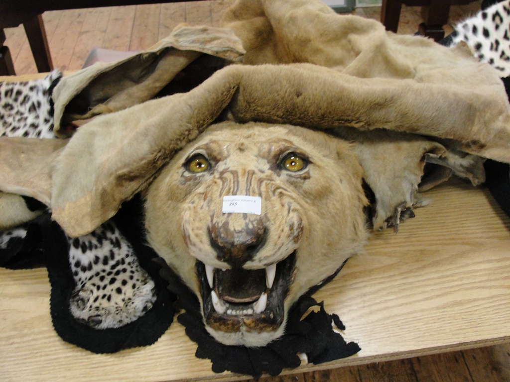 A taxidermy of an African lioness with s