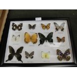 A framed butterfly collection