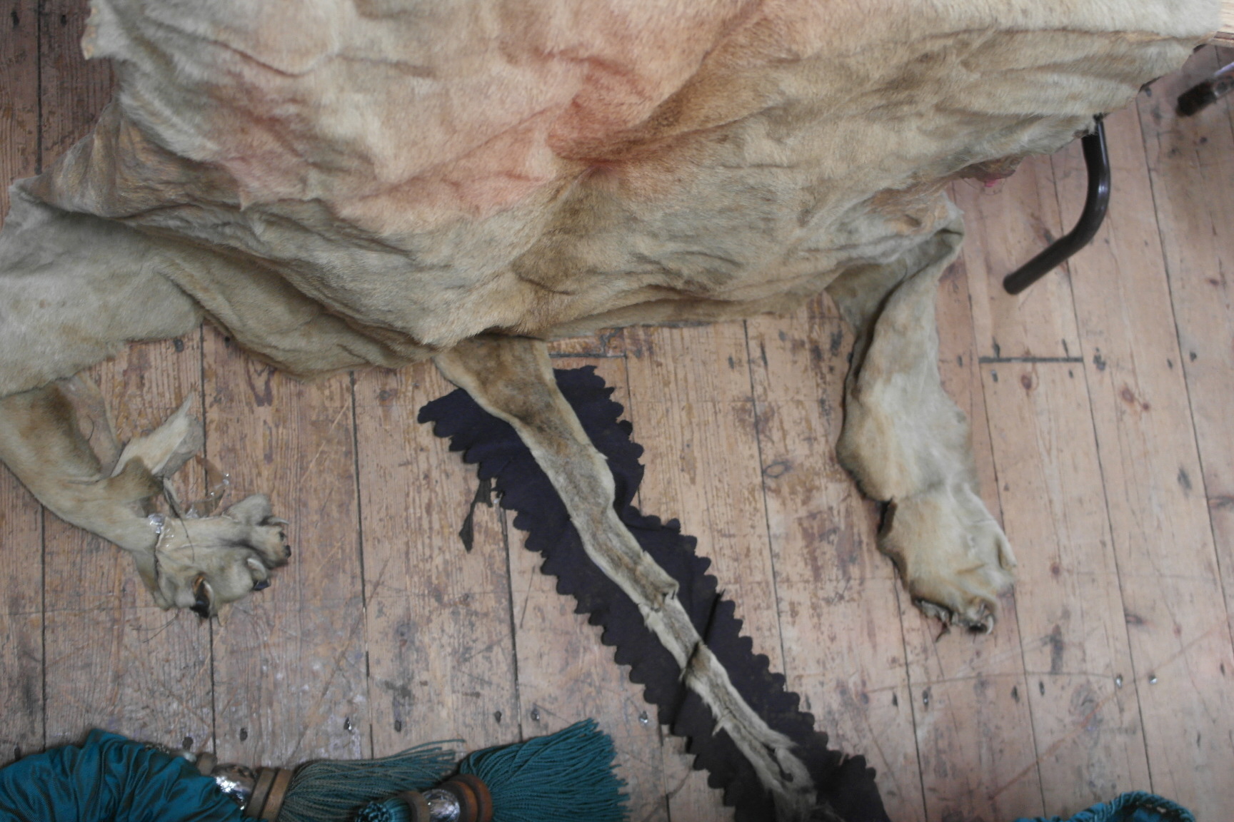 A taxidermy of an African lioness with s - Image 7 of 10