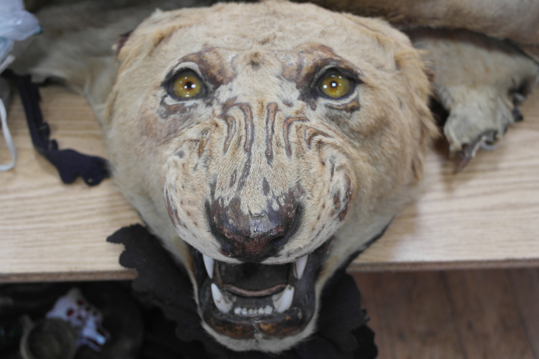 A taxidermy of an African lioness with s - Image 2 of 10