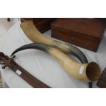 Large pair of cow horns