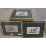 A set of hand 22 hand coloured engravings depicting exotic animals from 'The Naturalist's Library',