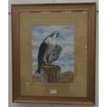 Elizabeth Gill (20th century): A Peregrine falcon, watercolour, signed lower right,