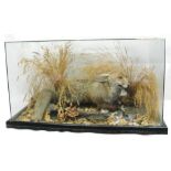 A large full cased taxidermy of a fox with grass and rushes