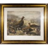 A gilt framed engraving of Grouse by Short 1901. Image size 45cm x 63cm