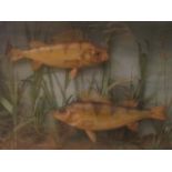 A taxidermied display of two perch mounted with river foliage in a glazed display case,