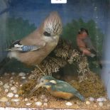 An early 20th century cased taxidermy display of birds forming a naturalistic display of a jay,