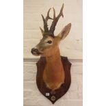A wall mounted taxidermy Roe Deers head