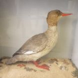 A taxidermied female red breasted Merganser (Mergus Serrator) mounted naturalistically in a beech