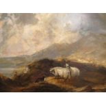 19th Century English School - gilt framed oil on board depicting highland sheep and a dog, 20 x 30