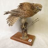 A taxidermied female kestrel (Eurasian Kestrel) mounted on a wooden base, circa 1980 (Cites II, EU