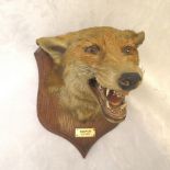 A 1930s P Spicer and Sons oak mounted fox head with plaque, reading Bedale 5.7.35, 8 x 10