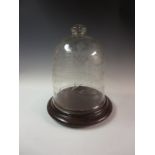 A large cut glass Dome on mahogany base with floral and leafage engraving, 14in H
