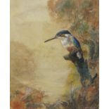 W.E. POWELL. Study of a Kingfisher, signed, watercolour, 11 x 8 in