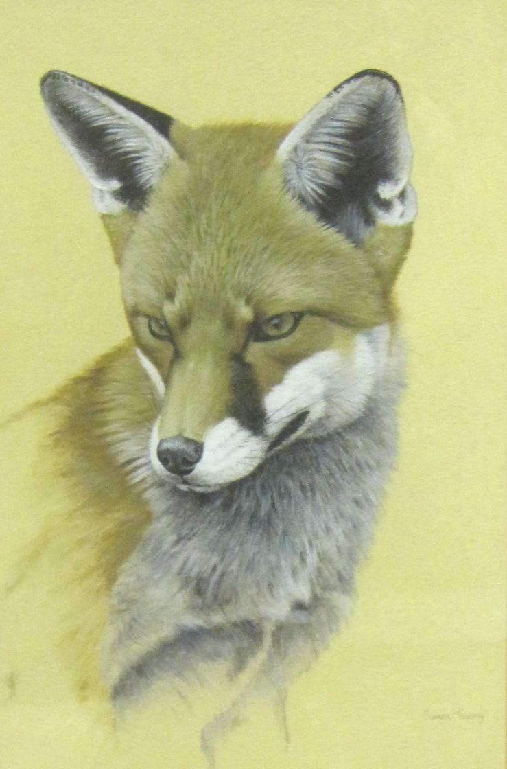 SIMON TURVEY. A Fox, signed, watercolour with touches of white, 12 x 7 1/2 in