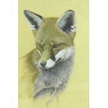 SIMON TURVEY. A Fox, signed, watercolour with touches of white, 12 x 7 1/2 in
