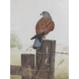 SIMON TURVEY. A male Kestrel on a Gate Post, signed, watercolour, 24 x 18 in