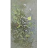 GORDON BENINGFIELD.Brimstone and Speckled Wood feeding on Sow thistle, signed, watercolour,16 1/2